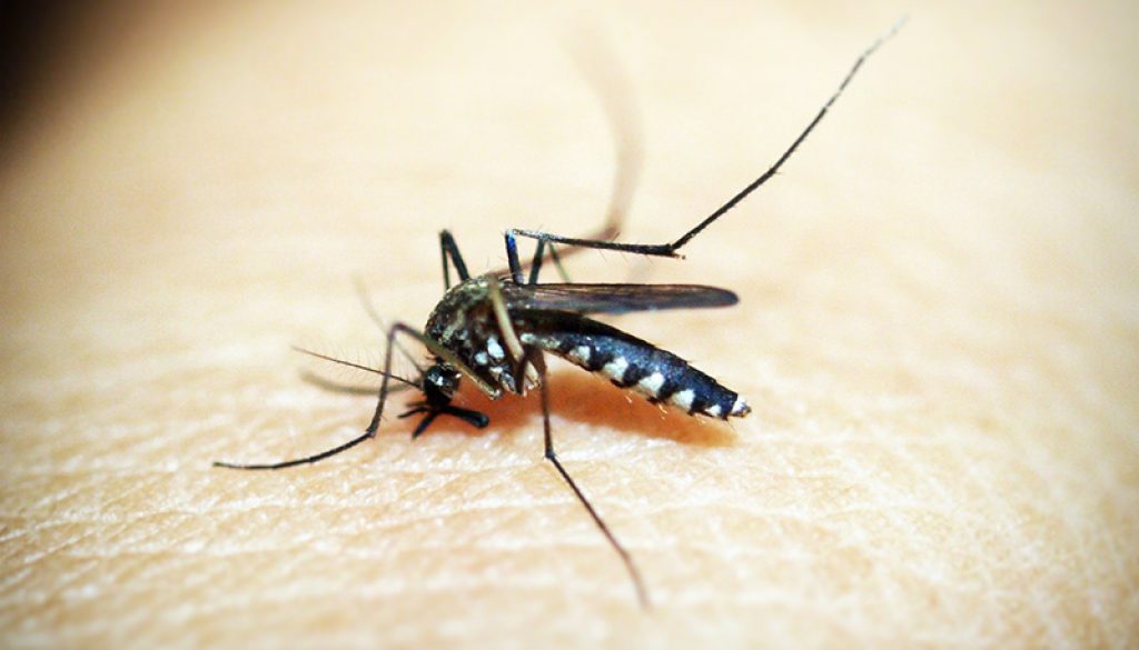 mosquito-1548947_1920