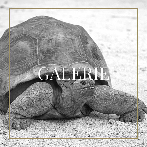 gallery-mauritzius_sw gallery-mauritzius_sw