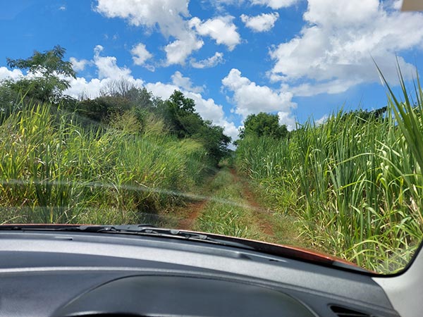 Versucht man mal ohne Navi zu fahren landet man gleich mitten in einer Plantage